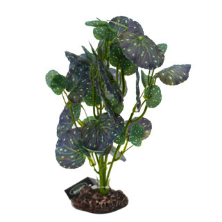 Betta Terra Spotted Begonia Plant 28cm