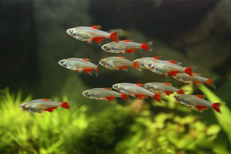 Bloodfin Tetra 2cm - Tropical Supplies North East