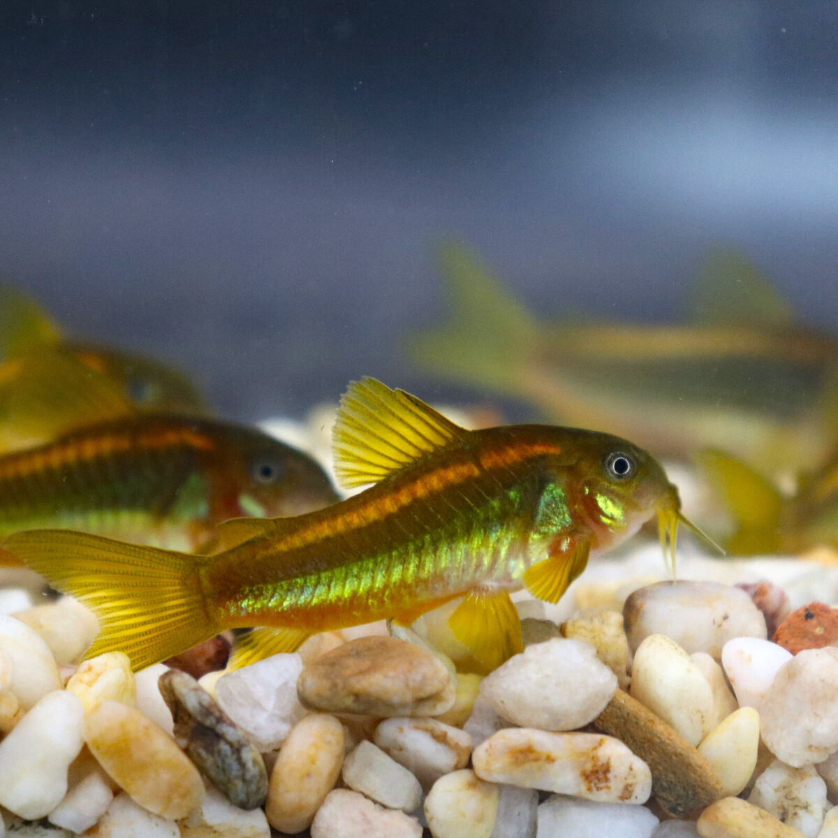 Corydoras Orange Laser 3-4cm