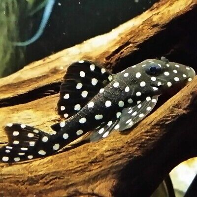 Inspector Pleco L201 3-4"