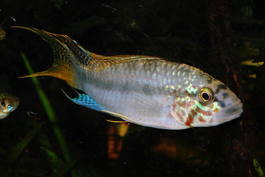 Apistogramma Diamond 3cm