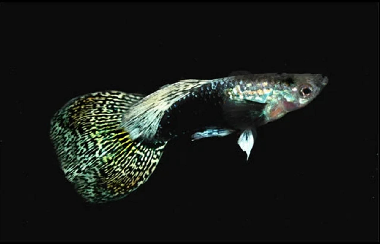 Sakura Male Guppy 3.5cm