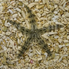 Sand Sifting Starfish MED