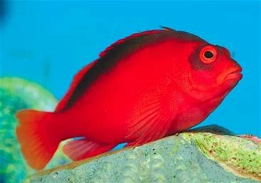 Scarlet Hawkfish MED