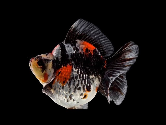 Ryukin Calico Short Tail 2-3" - Lims Fish Farm Java