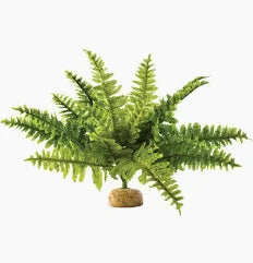 ExoTerra Boston Fern Medium