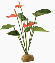 ExoTerra Anthurium Bush