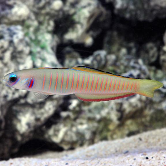 Shotsilk Goby MED