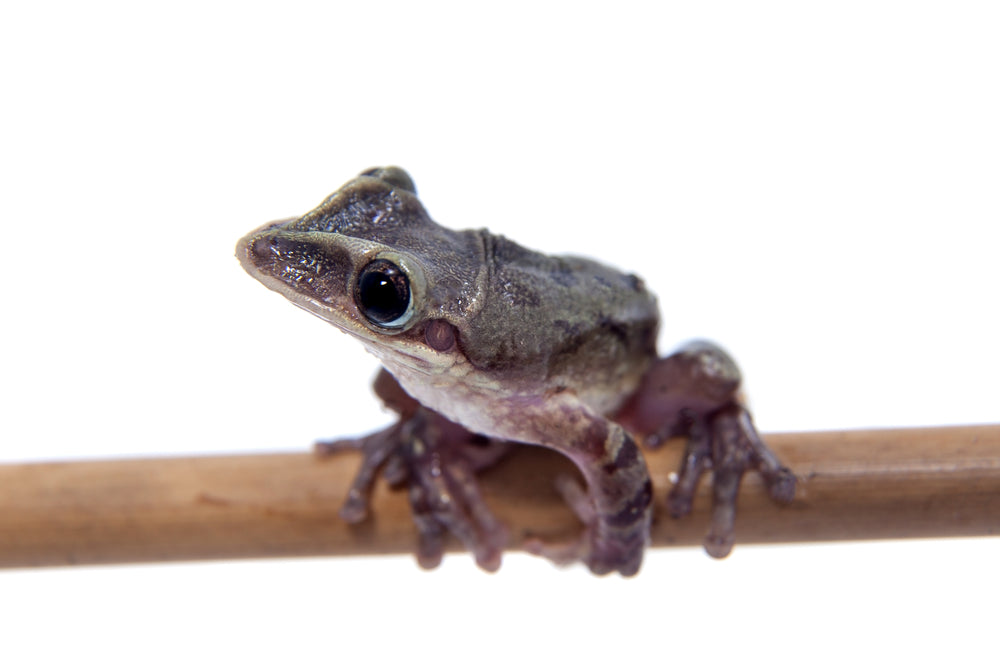 CB Yucatan Duck Billed Frog