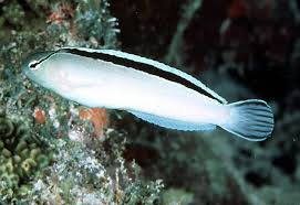 Siamese Blenny MED