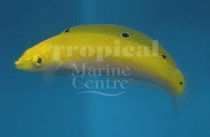 Silver Belly Wrasse MED