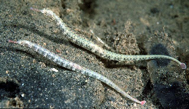 Snake Pipefish MED