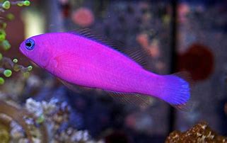 Strawberry Pygmy Basslet MED