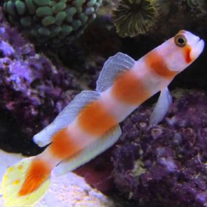 Suntail Goby LRG