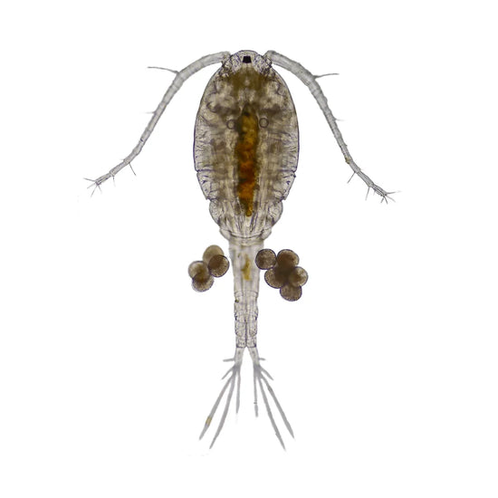 Live Copepods 80ml - Tropical Supplies