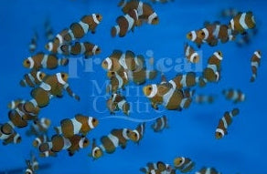 Common Clownfish Tank Bred SML
