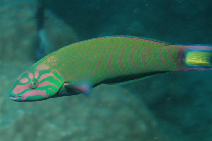 Lyretail Wrasse LRG