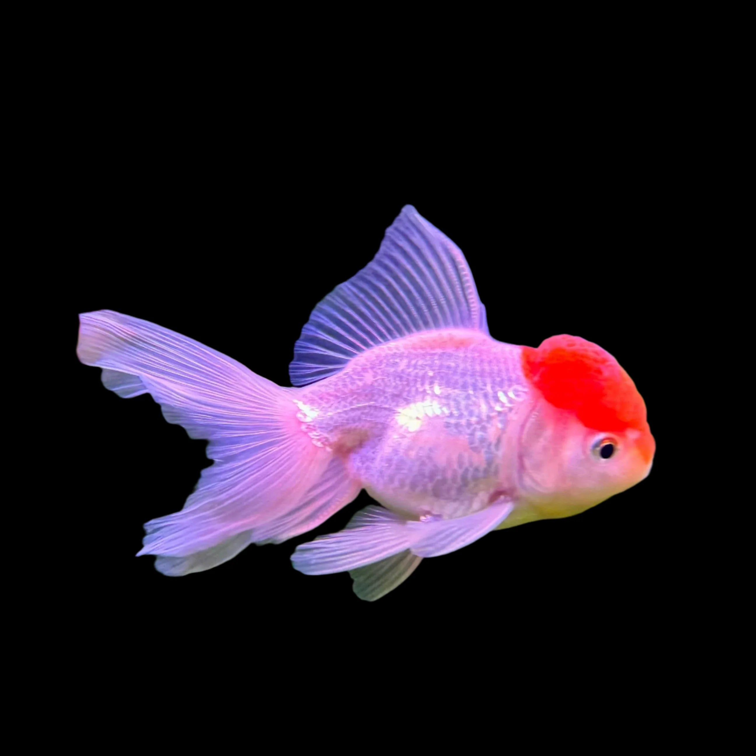 Red Cap Oranda 4’’ fancy