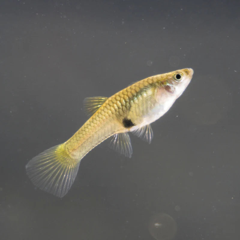 Female Endler Guppy 2.5cm