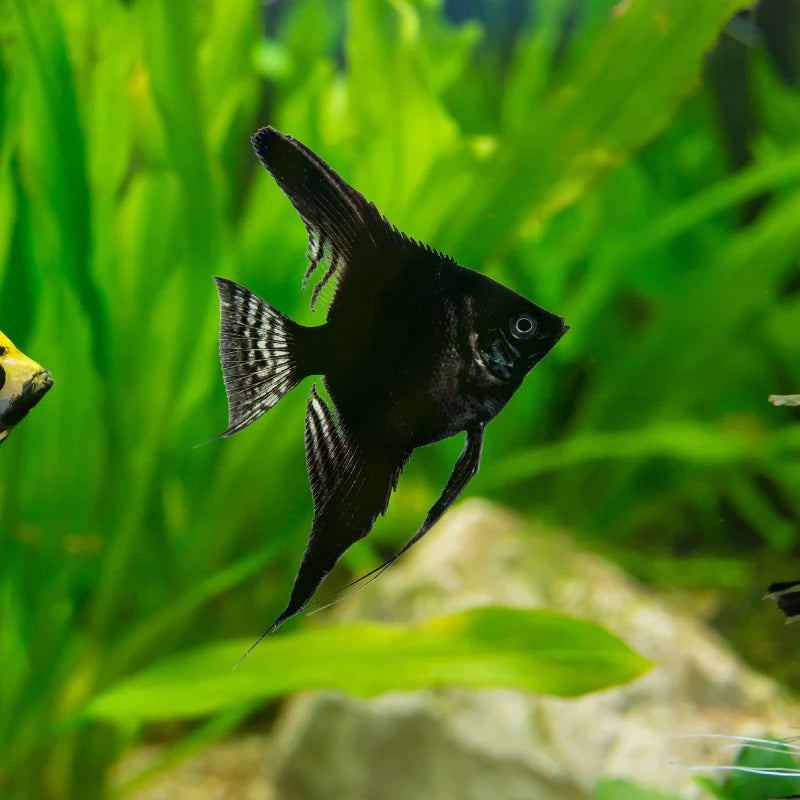 Black Angelfish 4cm