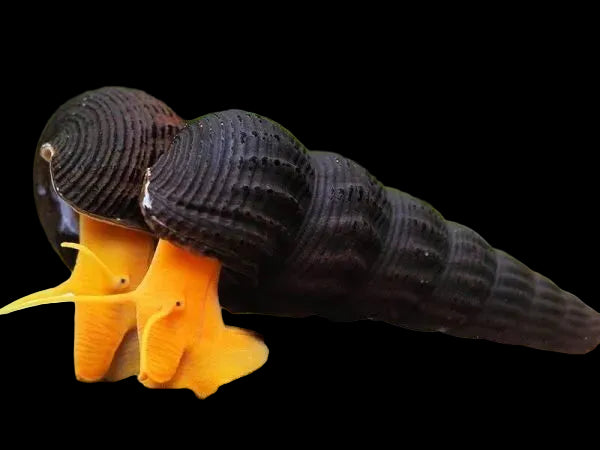 Orange Foot Rabbit Snail 5-6cm