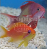 Wreck Fish - West Ind Ocean MED