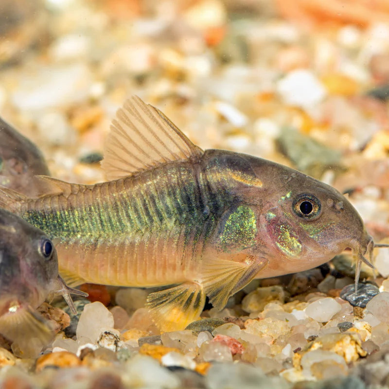 Bronze Corydoras XL 5cm