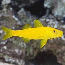 Yellow Goat Fish SML