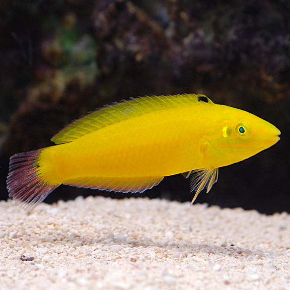 Yellow Wrasse MED