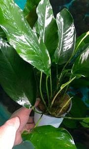 Anubias Mother Mix Potted Plant £18.95 Tropical Supplies North East