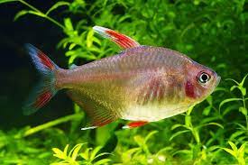 Rosy Tetra 3cm - Tropical Supplies North East