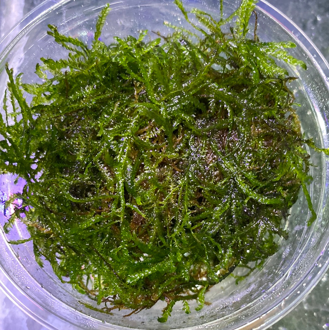 Taiwan Moss 80cc Cup £6 Tropical Supplies North East