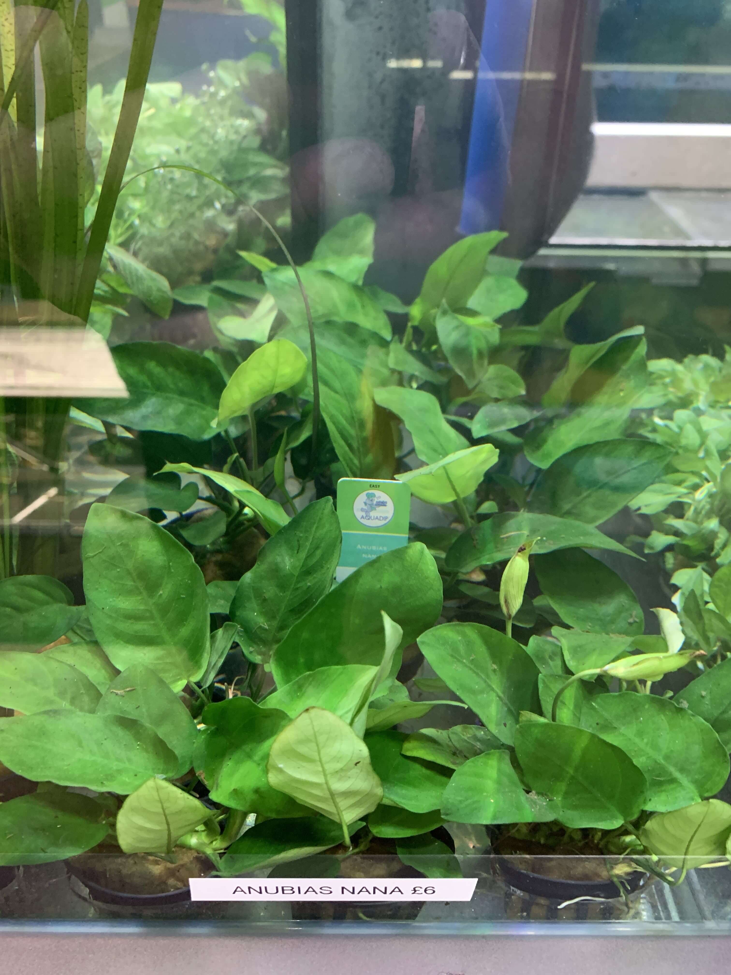 Anubias Potted Plant £6.99 Tropical Supplies North East