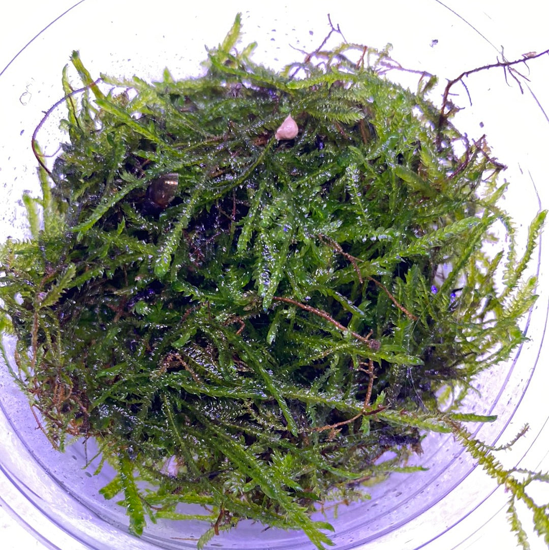 Java Moss 80cc Cup £6 Tropical Supplies North East