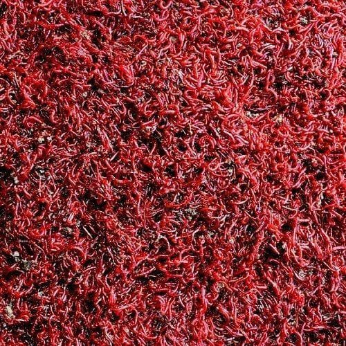 Live Bloodworm Small 100ml £1 Tropical Supplies North East