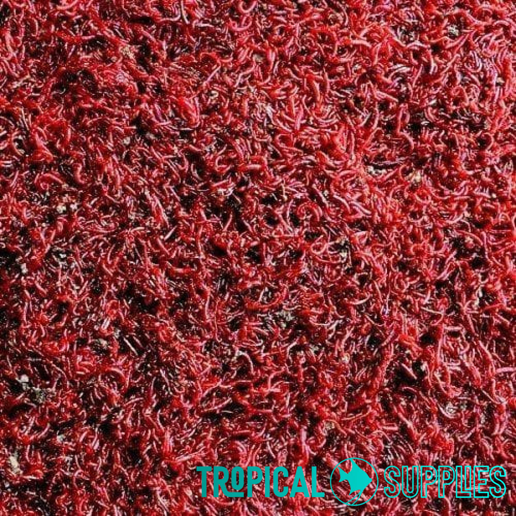 Live Bloodworm 100ml - Tropical Supplies North East