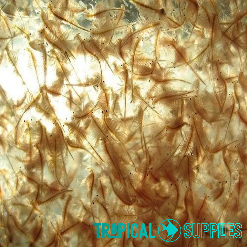 Live Brine Shrimp 100ml - Tropical Supplies North East