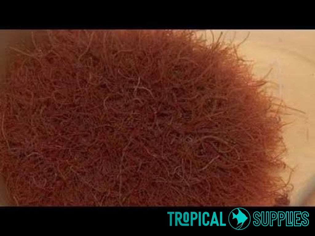 Live Tubifex 100ml - Tropical Supplies North East
