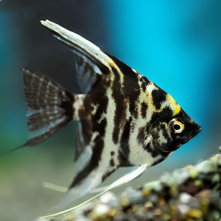 Marble Angelfish 3-4cm £9.99 Tropical Supplies North East