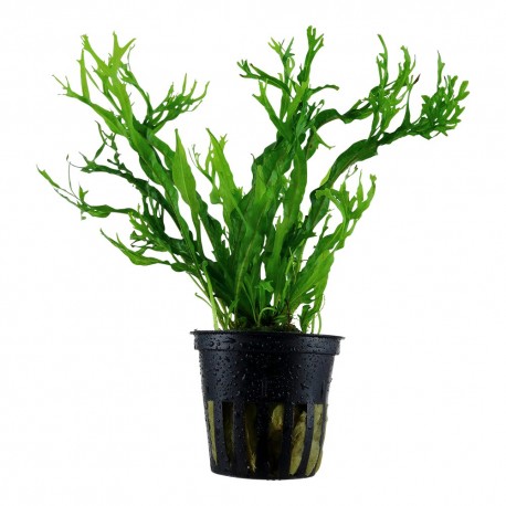 Windelov Potted £4.95 Tropical Supplies North East