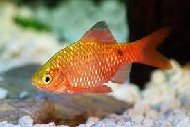 Rosy Barb 3cm £2.95 Tropical Supplies North East