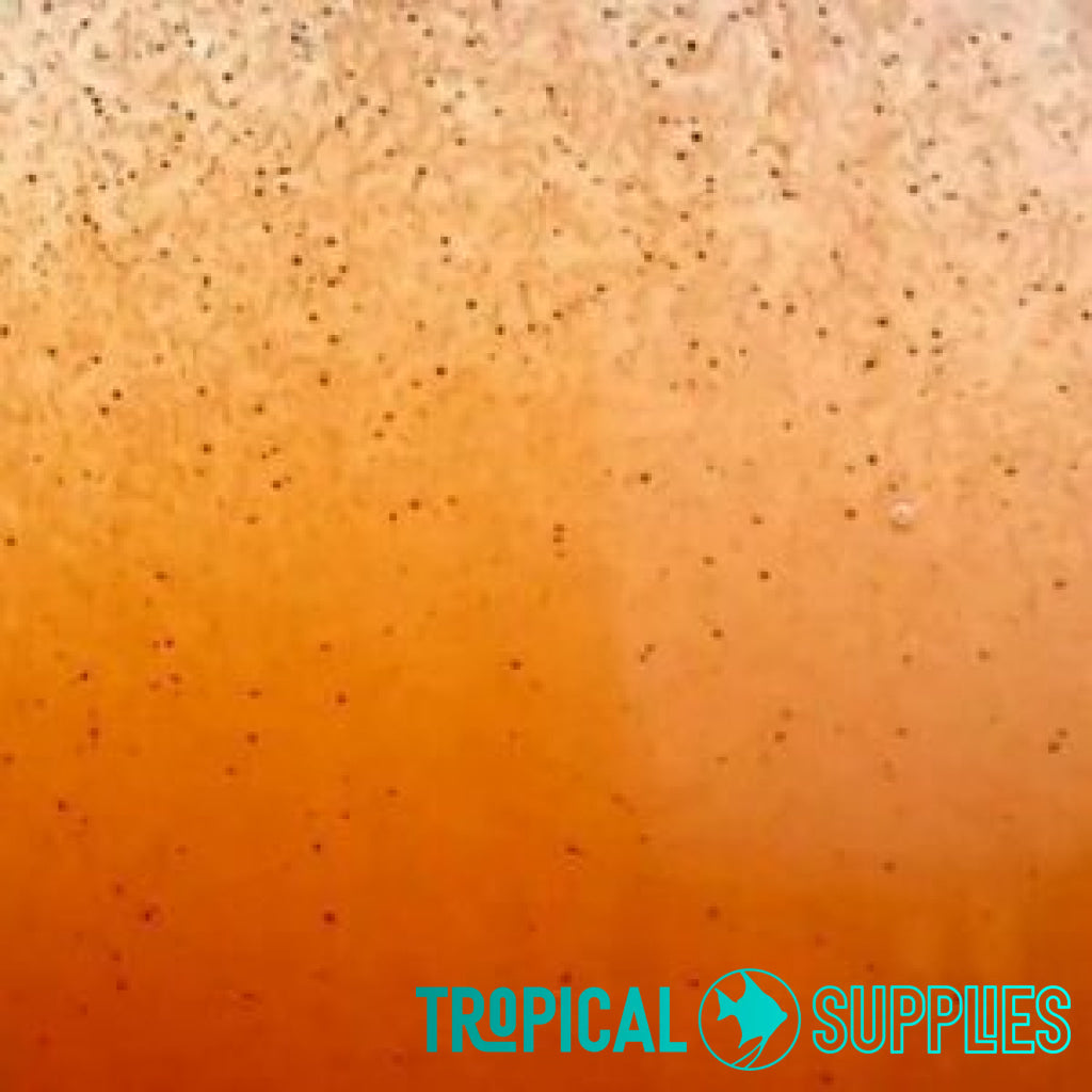 Live Baby Brine Shrimp 100ml - Tropical Supplies North East
